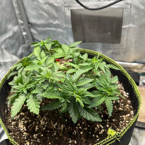 200% growlog timeline photo