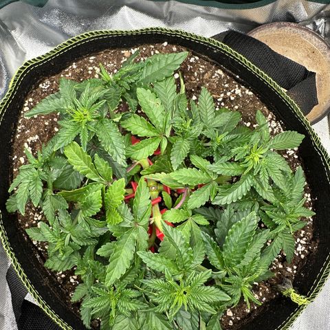 200% growlog timeline photo