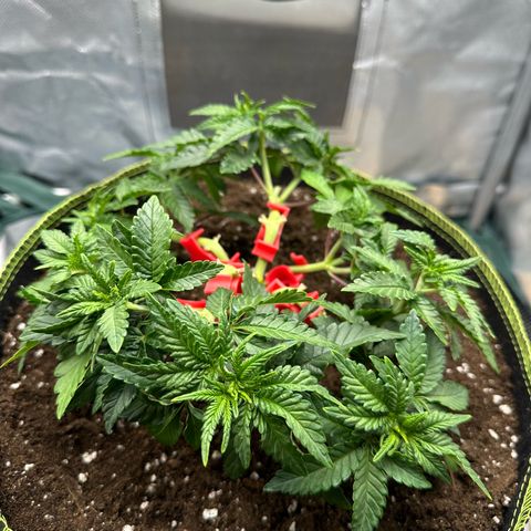200% growlog timeline photo