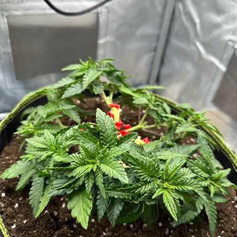 200% growlog timeline photo