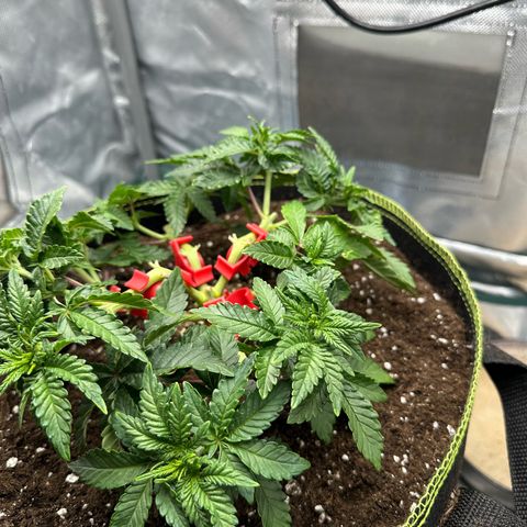 200% growlog timeline photo