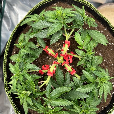 200% growlog timeline photo