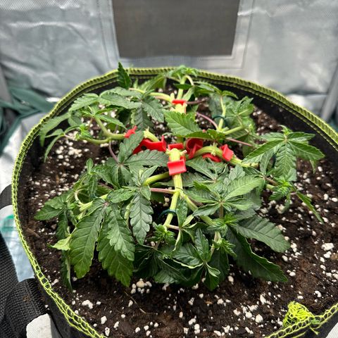 200% growlog timeline photo