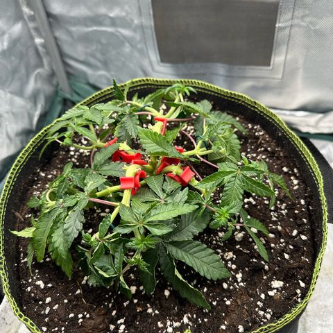 200% growlog timeline photo