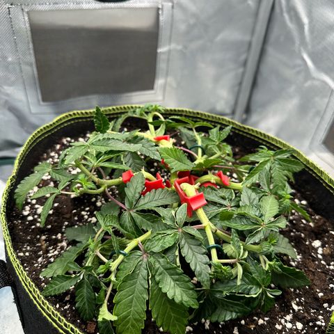 200% growlog timeline photo