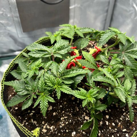 200% growlog timeline photo