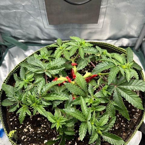 200% growlog timeline photo
