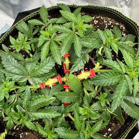 200% growlog timeline photo