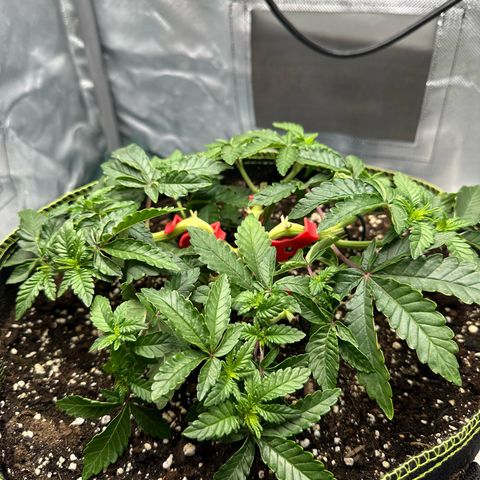 200% growlog timeline photo