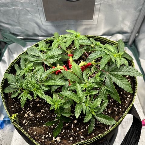 200% growlog timeline photo