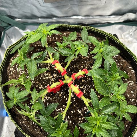 200% growlog timeline photo