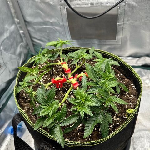 200% growlog timeline photo