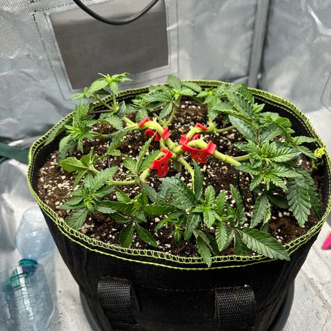 200% growlog timeline photo