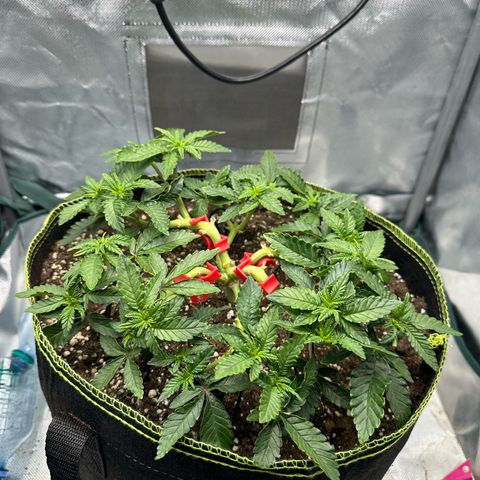 200% growlog timeline photo