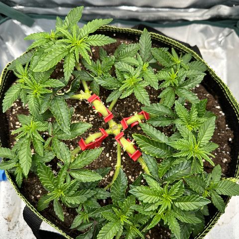 200% growlog timeline photo
