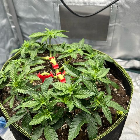 200% growlog timeline photo
