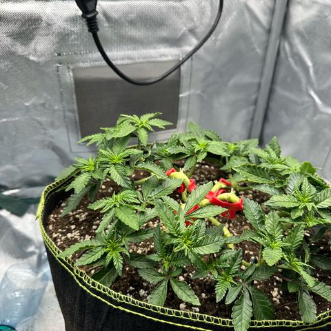 200% growlog timeline photo