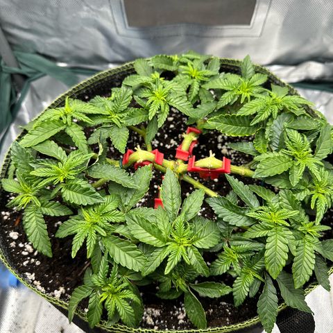 200% growlog timeline photo