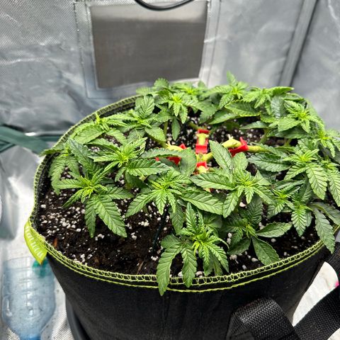 200% growlog timeline photo