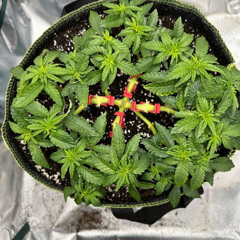 200% growlog timeline photo