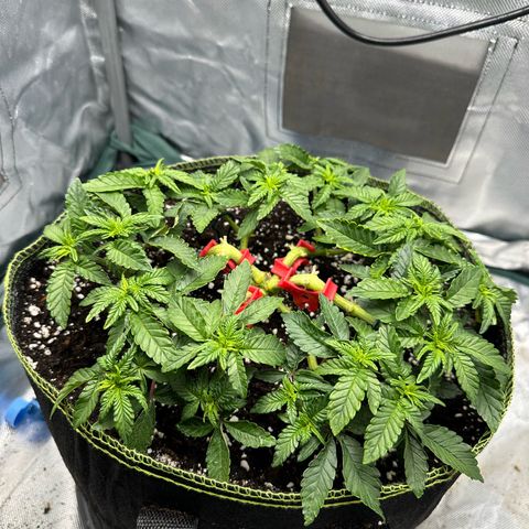200% growlog timeline photo