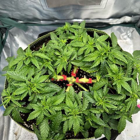 200% growlog timeline photo