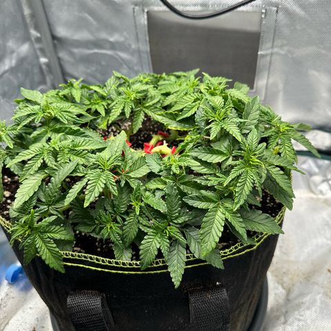200% growlog timeline photo