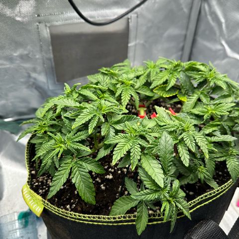 200% growlog timeline photo