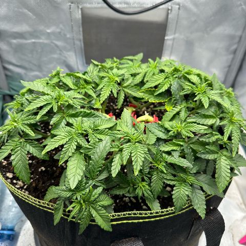 200% growlog timeline photo