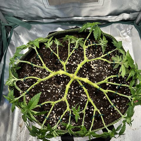 200% growlog timeline photo