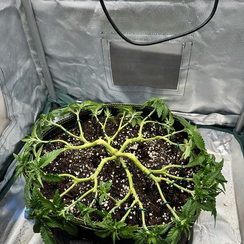 200% growlog timeline photo