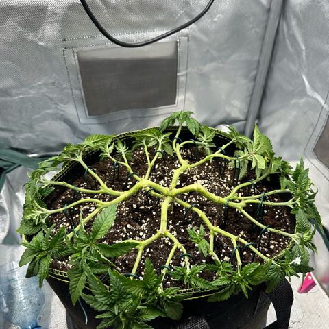 200% growlog timeline photo