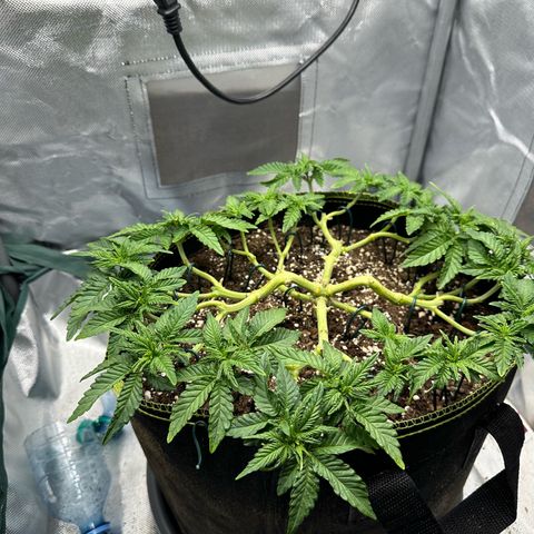 200% growlog timeline photo