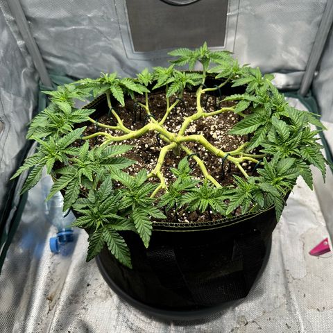 200% growlog timeline photo