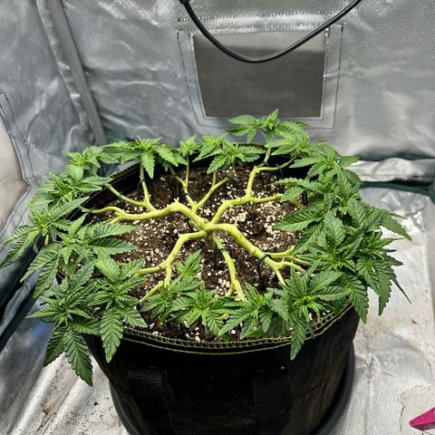200% growlog timeline photo