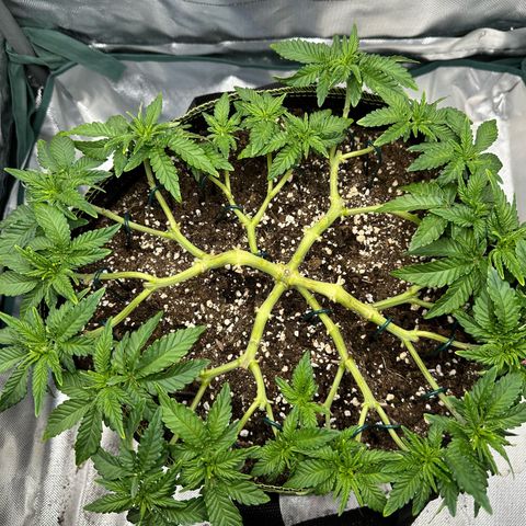 200% growlog timeline photo