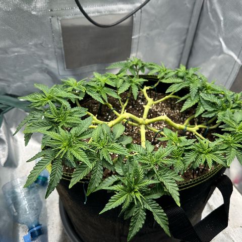 200% growlog timeline photo