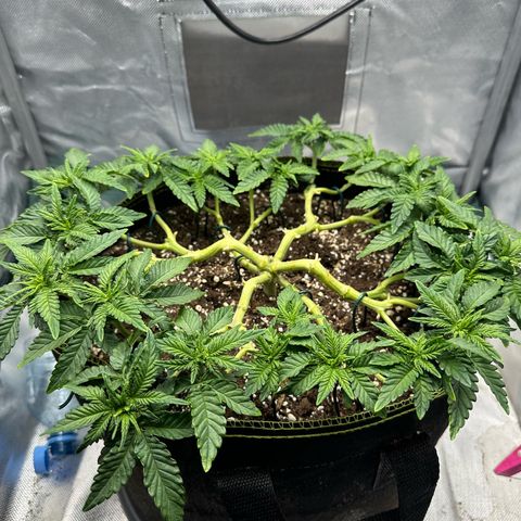 200% growlog timeline photo