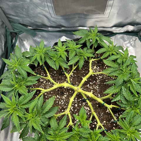 200% growlog timeline photo