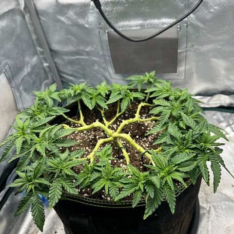 200% growlog timeline photo