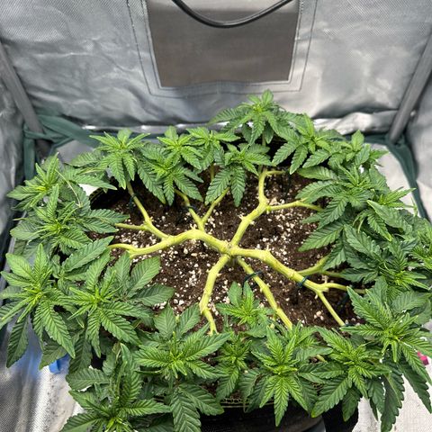 200% growlog timeline photo