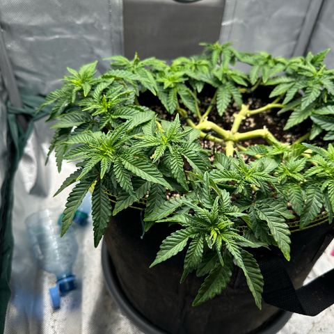 200% growlog timeline photo