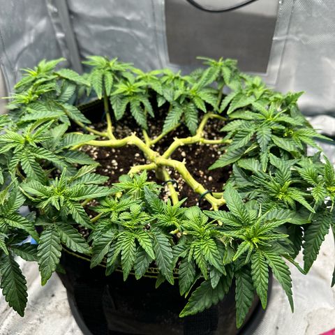200% growlog timeline photo