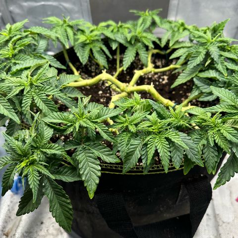 200% growlog timeline photo