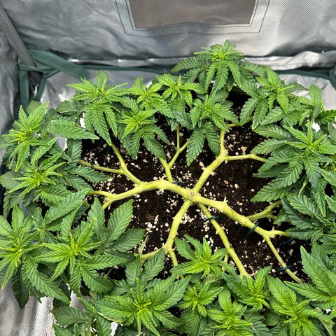 200% growlog timeline photo