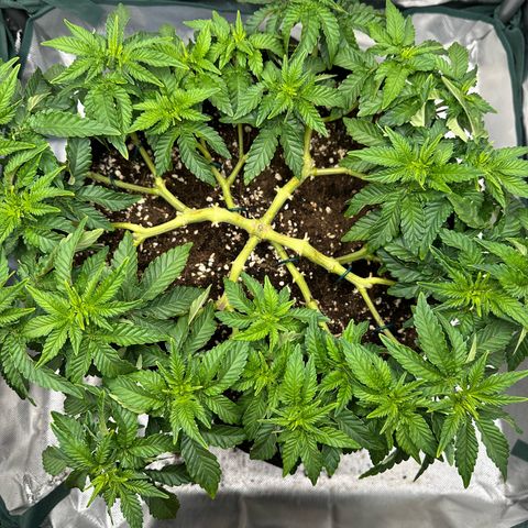 200% growlog timeline photo