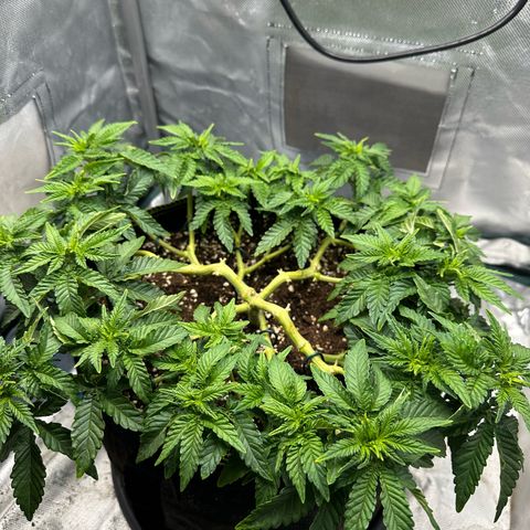 200% growlog timeline photo