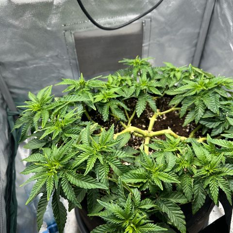 200% growlog timeline photo