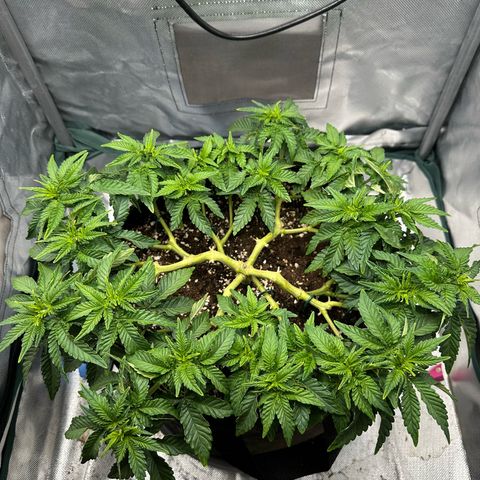 200% growlog timeline photo