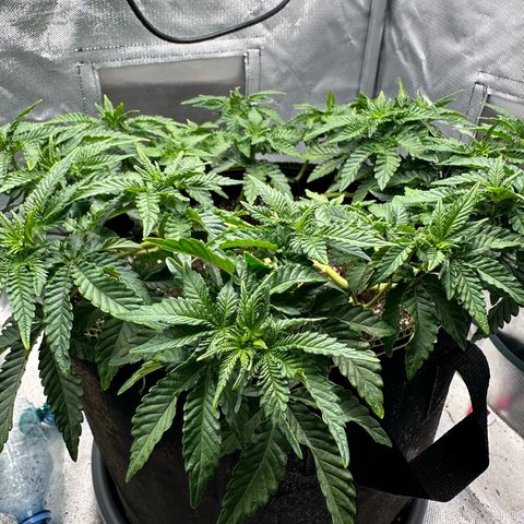 200% growlog timeline photo